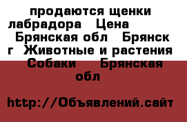 продаются щенки лабрадора › Цена ­ 5 000 - Брянская обл., Брянск г. Животные и растения » Собаки   . Брянская обл.